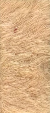 ANGORA YELEK & MODAL TUNİK PANTOLON TAKIM Camel 5